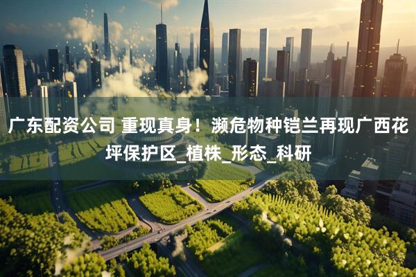 广东配资公司 重现真身！濒危物种铠兰再现广西花坪保护区_植株_形态_科研